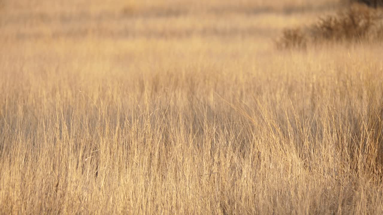 Wild grass plains blowing in the wind in the late afternoon sun, static shot
