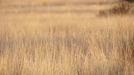 wild grass plains blowing in the wind in the late afternoon sun, static shot