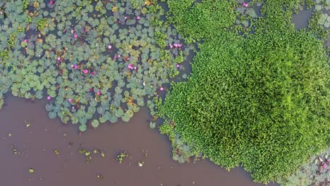 water lily grows with mosses and grasses, water lily blooming, river side water lily in the stream ,mangrove forest inland water body, beautiful aerial shot, group, blossom , field, top