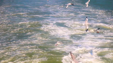 seagulls flying over the wake of a boat