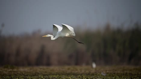 Silberreiher-Hebt-Vom-See-Ab