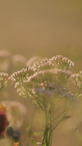 primer plano de un ramo de flores silvestres balanceándose suavemente en el viento mientras alguien arregla las flores, capturando el delicado movimiento floral y los detalles intrincados con un fondo natural borroso