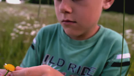 boy examining a flower in a field