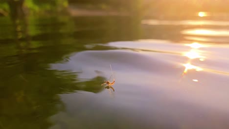 A-mayfly-floats-on-the-water-with-sunset-in-background