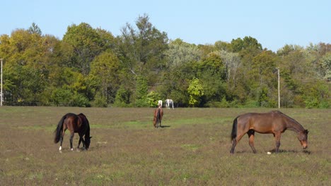 caballos comiendo en el caluroso sol de verano en el campo