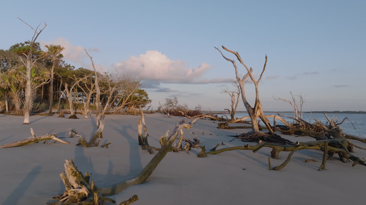 해변 에 떠다니는 나무