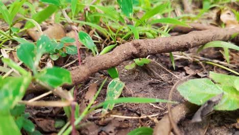 Arbeiterameisen-Sind-Damit-Beschäftigt,-Sich-Auf-Dem-Weg-In-Der-Natur-Zu-Bewegen