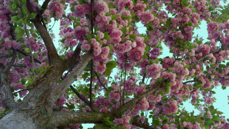 Sakura-Floreciendo-En-La-Vista-Del-Jardín-Desde-Abajo.-Vista-Panorámica-De-Las-Flores-De-Los-árboles-Rosados.