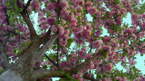 sakura blooming in garden view from below. scenic view of pink tree flowers.