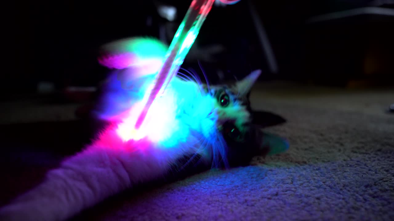 A small cat rolls around and plays with a colorful light stick. 4k 23.98 fps.