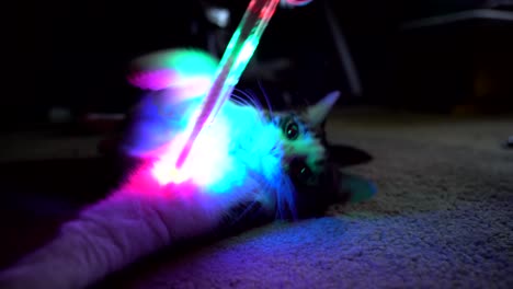 a small cat rolls around and plays with a colorful light stick. 4k 23.98 fps.