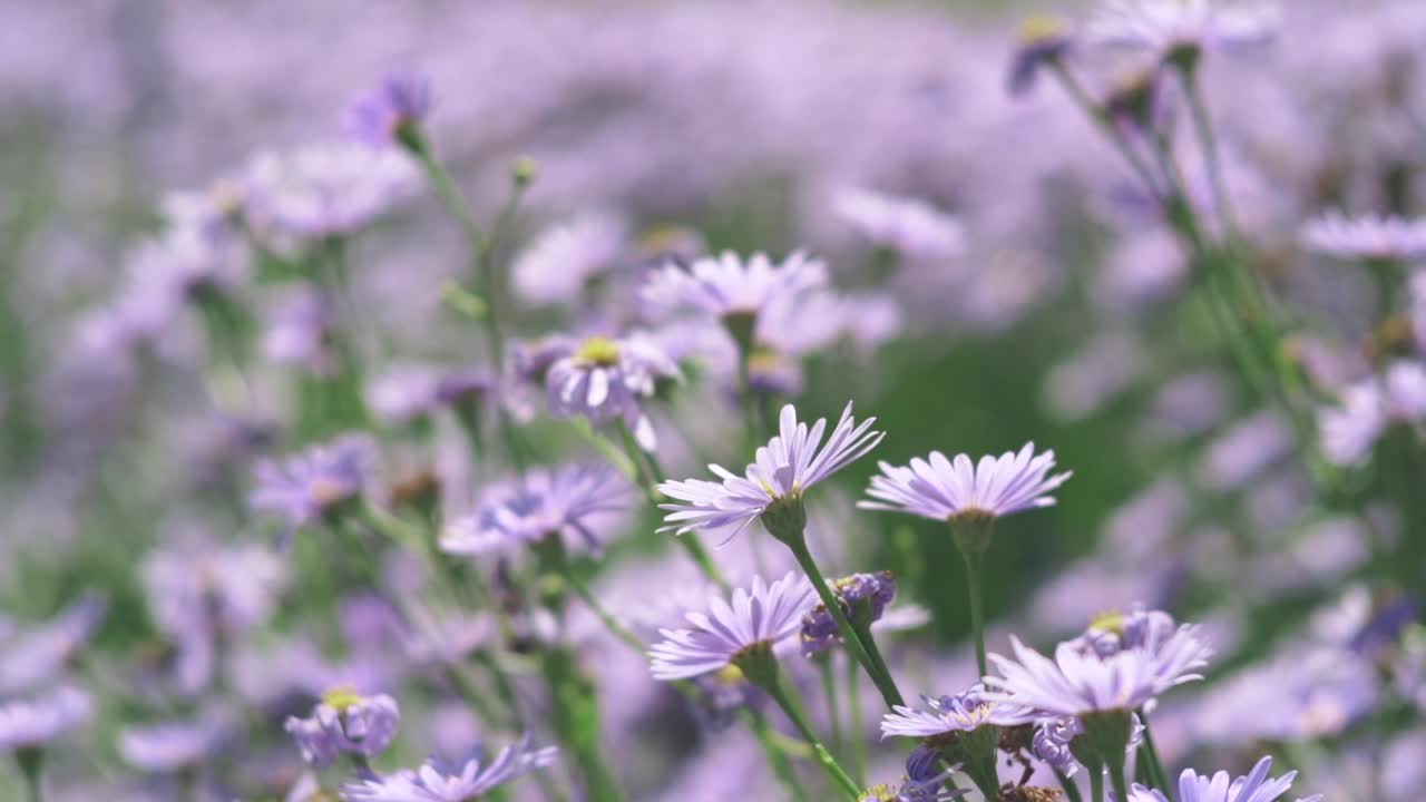 asteres florecientes que florecen en el jardín en el kitayama yuzengiku en shiga, japón durante la primavera