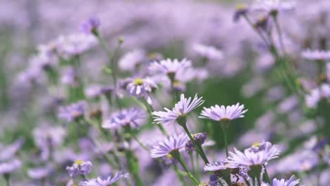 Flowering-Asters-Blooming-In-The-Garden-At-The-Kitayama-Yuzengiku-In-Shiga,-Japan-During-Springtime