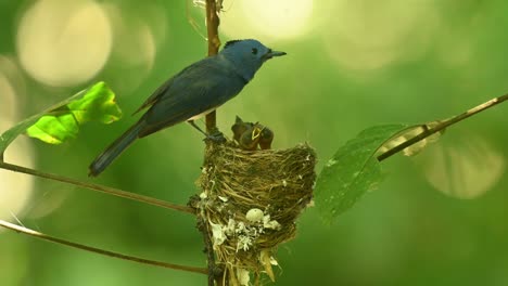 Seen-above-its-nest-looking-down-to-its-nestlings-while-calling,-Black-naped-Blue-Flycatcher-Hypothymis-azurea,-Thailand