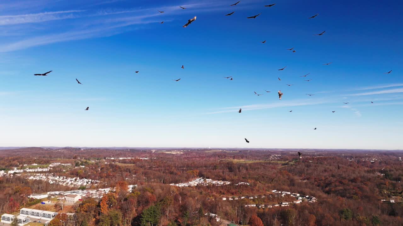 Turkey vultures in a large flock, soaring over landscape, elevated aerial perspective weaving through birds