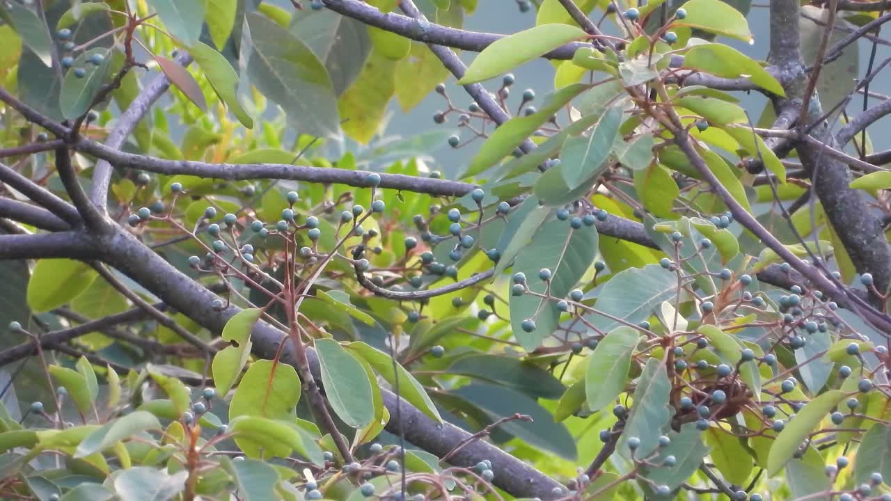 Crimson Rumped Toucanet chases fallen berry from lush tree in quick flight