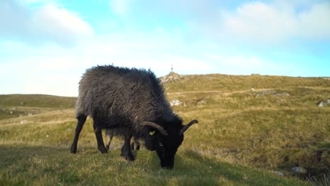 Close-up-of-a-black-sheep-grazing-in-the-field-on-Faroe-Islands