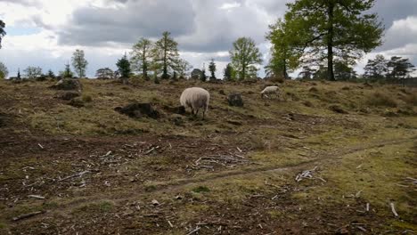 sheep grazing on a heather