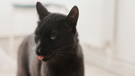 black cat licks mouth - slow motion, close up