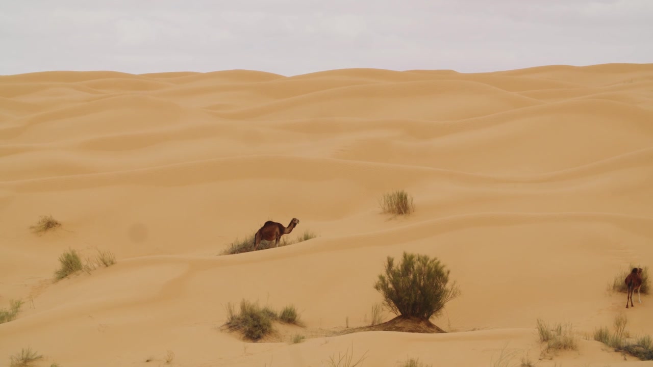 Pemandangan Gurun Klasik dari Tunisia Menampilkan Unta Berjalan Melintasi Gundukan Pasir Bergelombang di Sahara, Diambil dari Perspektif Udara.