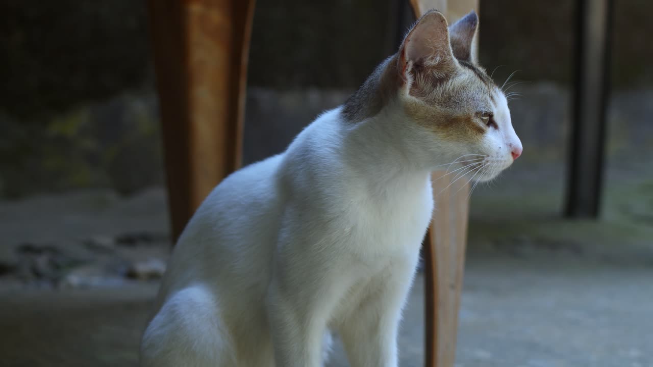 Gatto bianco in scatto medio in attesa di cibo