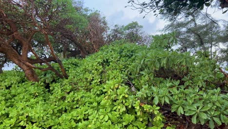 árboles y autobuses en kauai muy frondosos