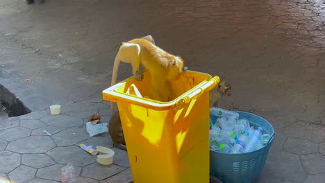 monkey investigates bin at khao kheow zoo