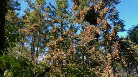 Mariposas-Monarca-Volando-Desde-Una-Colonia-En-Su-árbol-Durante-La-Temporada-De-Migración