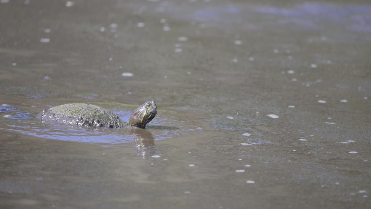 Red Eared Slider Turtle looking and turning head while submerged in muddy water in wetland habitat in Florida