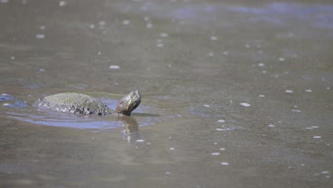 Red-Eared-Slider-Turtle-looking-and-turning-head-while-submerged-in-muddy-water-in-wetland-habitat-in-Florida