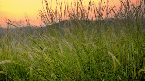 Hierba-Salvaje-En-El-Sol-De-La-Tarde