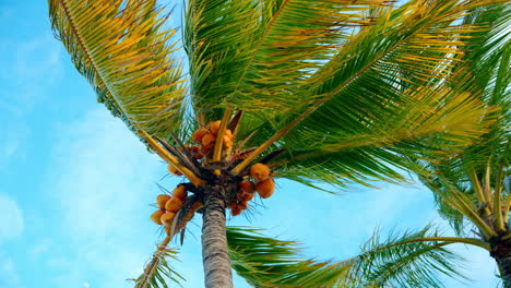 Primer-Plano-Estático-De-Una-Palmera-Tropical-Con-Cocos-Amarillos-Maduros