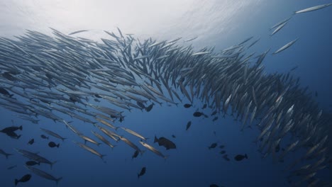 Big-school-of-yellow-tail-Barracuda-approaches-in-clear-tropical-water-and-opens-up,-passing-left-and-right-side-of-the-camera,-Beautiful-clos-shot