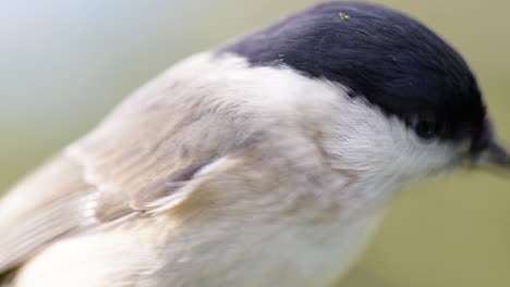 4k cinematic slow motion macro shot of birds flying to a bird feeder and eating seeds