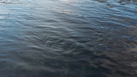 aerial view of common seal swimming above water in iceland