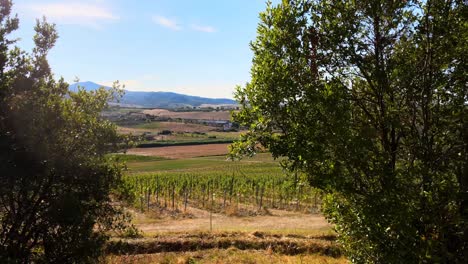 aerial landscape view over vineyard rows, in the hills of tuscany, in the italian countryside, on a sunny day