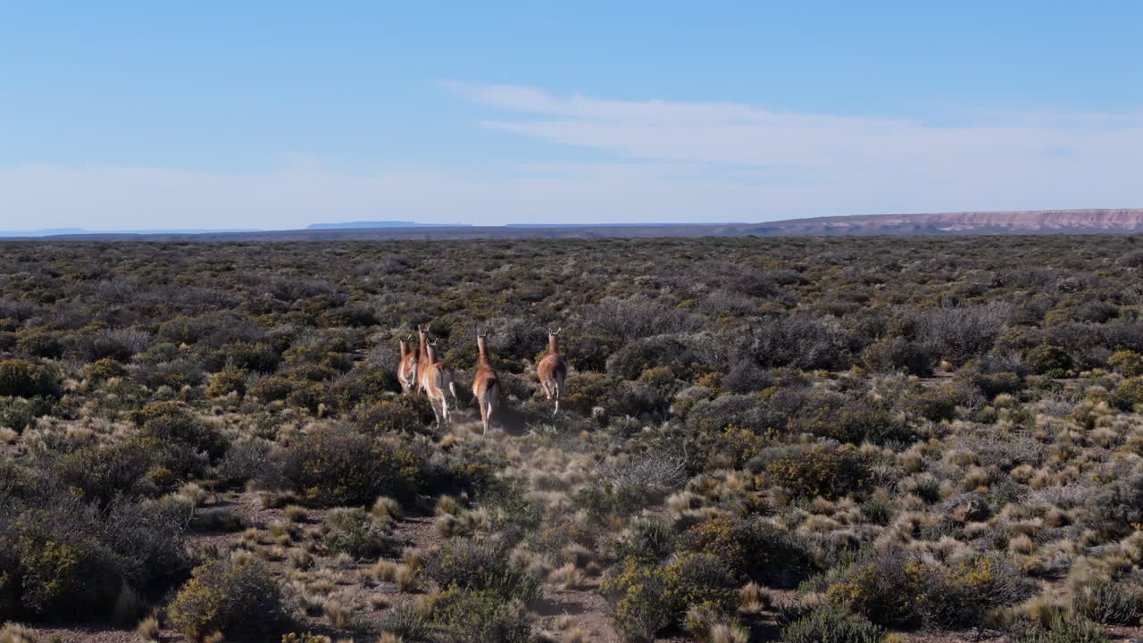 Experience a dynamic aerial follow shot capturing a herd of Guanacos sprinting across the wide tundra of Argentina. Marvel at their agility and the raw beauty of this remote Patagonian habitat.