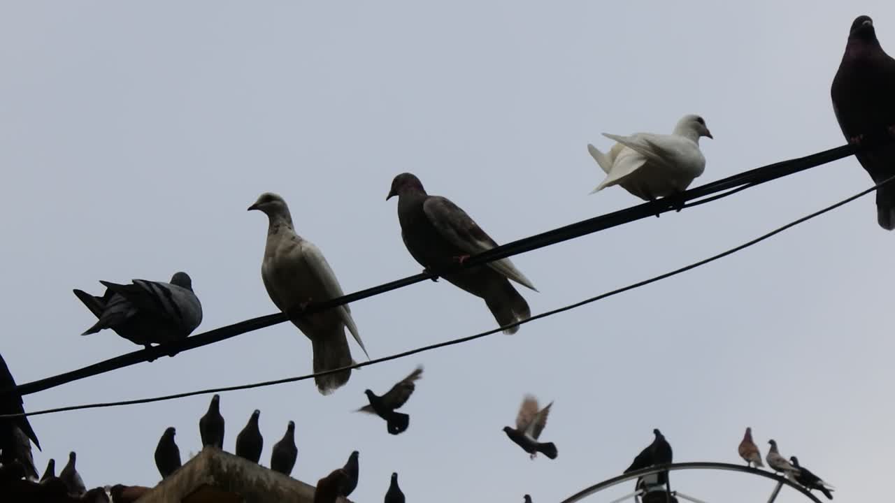 docenas de palomas caminando por el suelo pavimentado