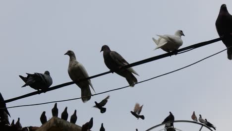 dozens of doves walking on the paving floor