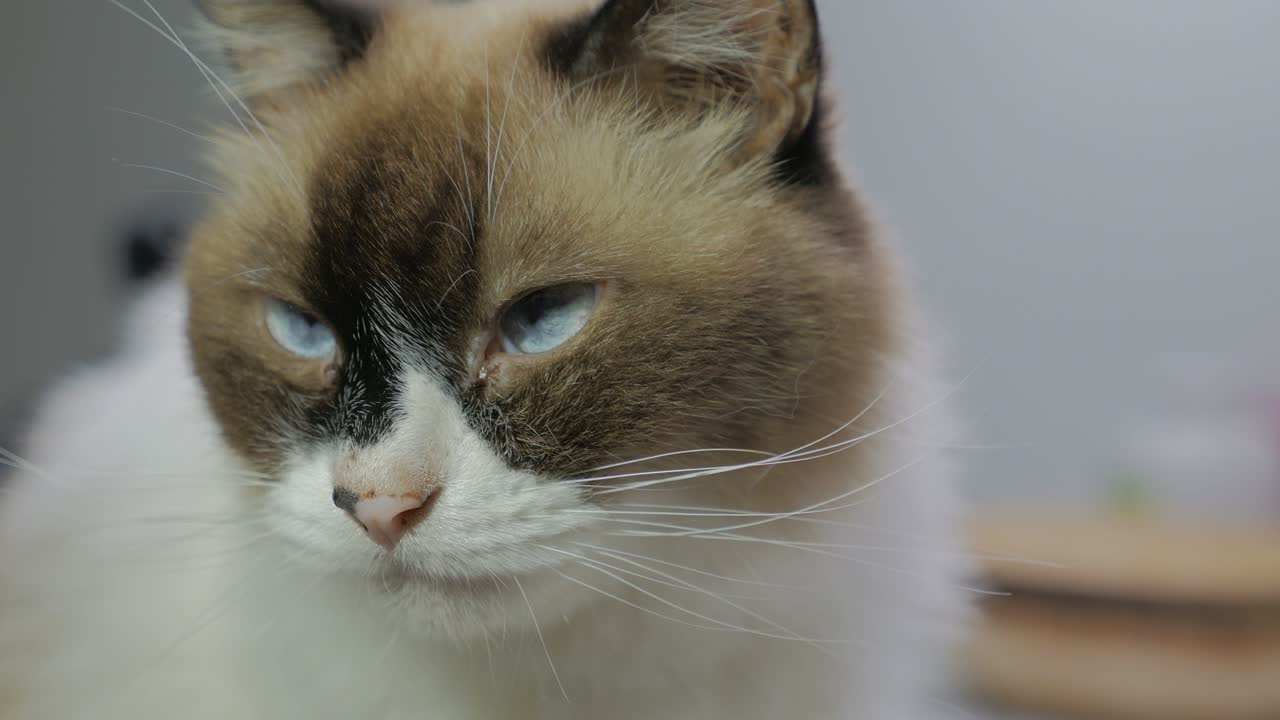 Primo piano di un bellissimo gatto persiano con occhio blu.