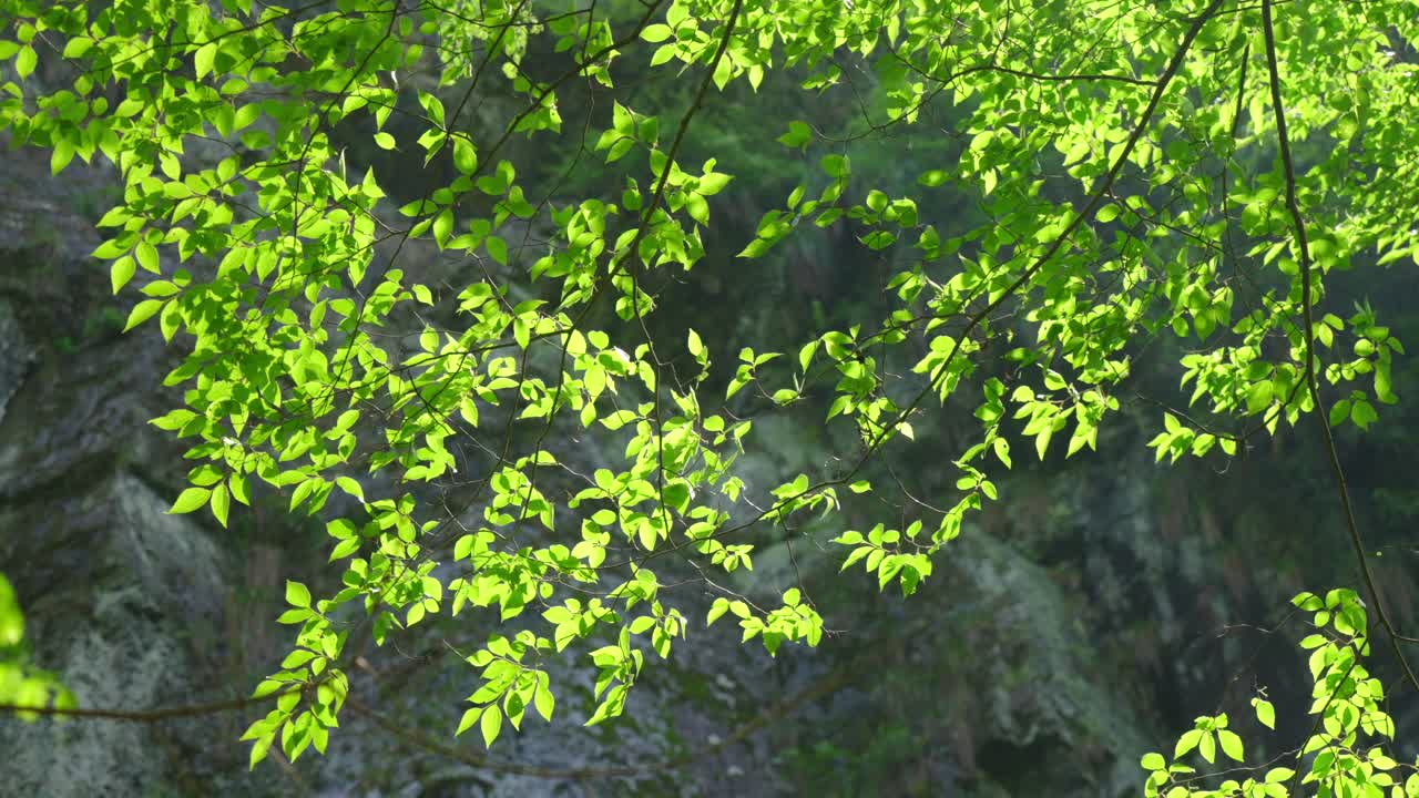 Aerial photography of high mountains shrouded in clouds and mist after rain, humid climate, and green forests shrouded in mist
