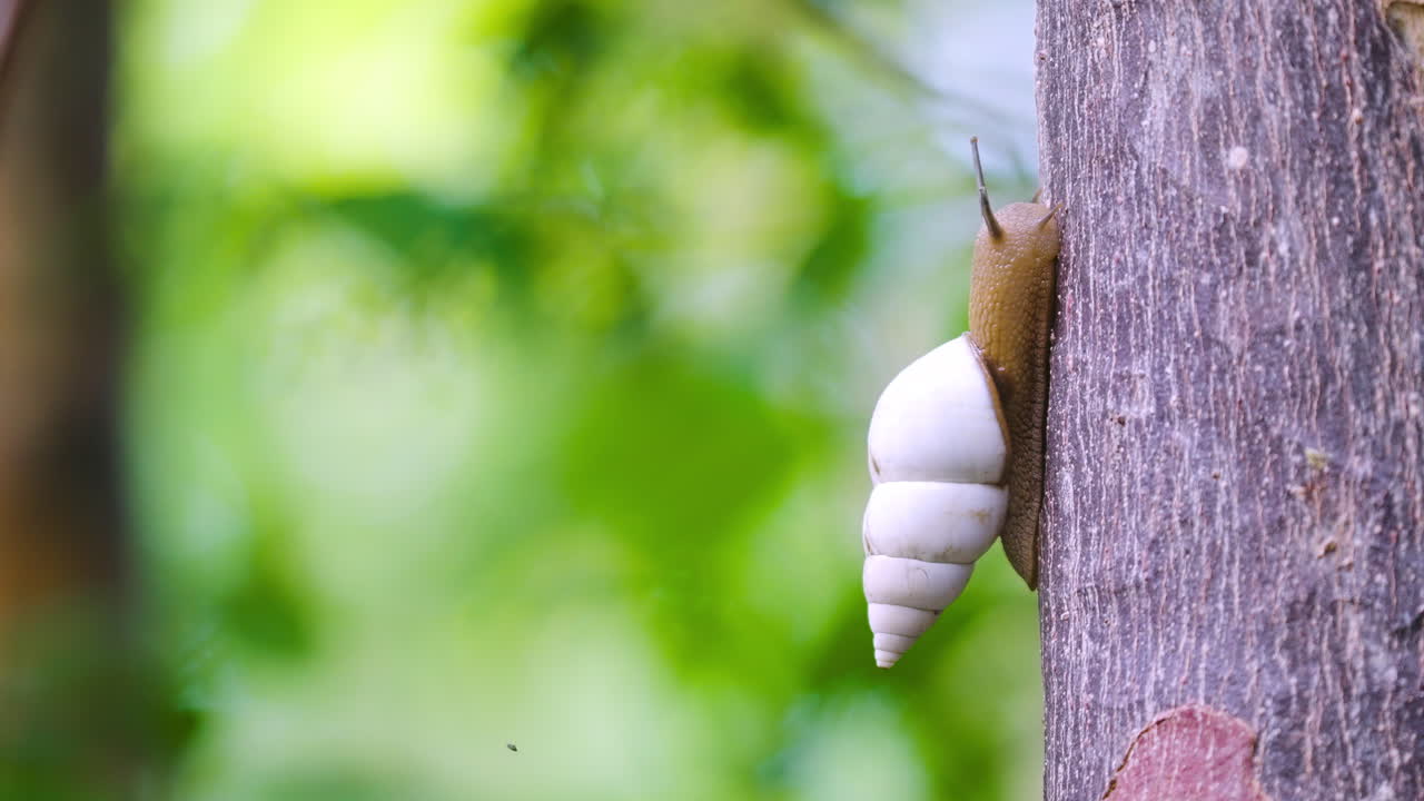 Snail Climbing Up Gumbo Limbo Tree
