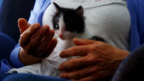 senior women holding kitten while sitting on armchair at retirement home 4k