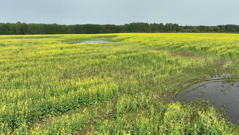 Flug-über-Ein-Blühendes-Rapsfeld,-Das-Durch-übermäßigen-Regen-Beschädigt-Wurde