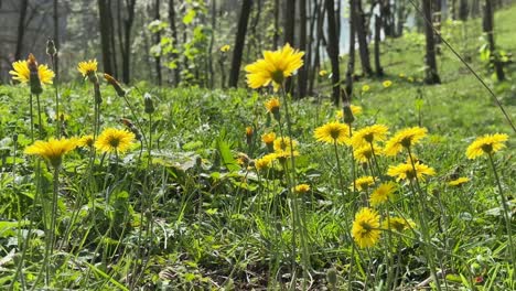 beautiful scenic wonderful attractive scene wide view of yellow flower on the grass land field agriculture activity of local people in mountain forest highland in iran persian garden lifestyle food