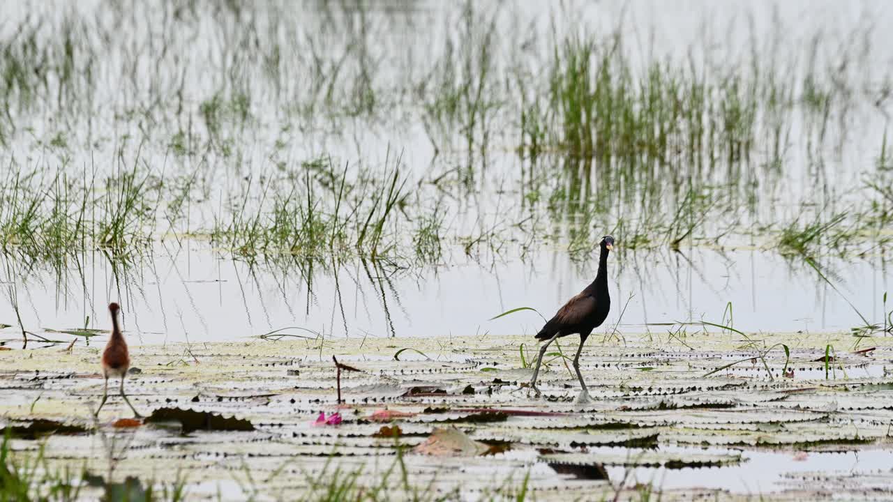แม่นกมองไปทางขวา ขณะที่ลูกนกทางซ้ายมองไปรอบๆ นกพริก (Bronze-winged Jacana Metopidius indicus) ในประเทศไทย