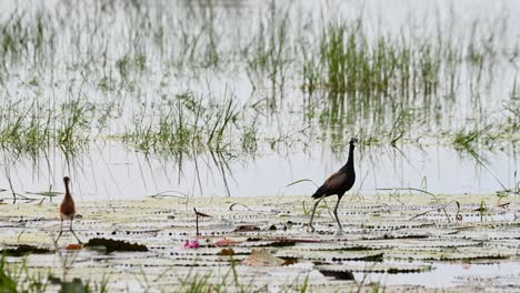 mother looking to the right while the baby bird on the left looks around, bronze-winged jacana metopidius indicus, thailand