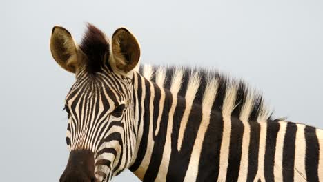 Nahaufnahme:-Porträt-Eines-Erwachsenen-Zebras