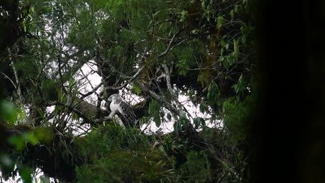 The-Philippine-Eagle-also-known-as-the-Monkey-eating-Eagle-is-critically-endangered-and-can-live-for-sixty-years-feeding-on-Monkeys,-Flying-Lemurs,-and-small-mammals-as-an-opportunist-Bird-of-Prey