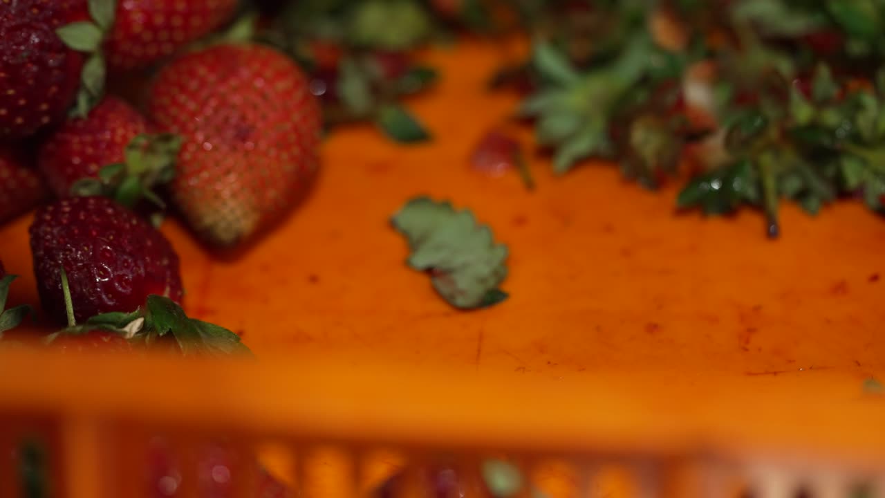 Fragole con le foglie in una cassa che vengono raccolte da un dipendente.